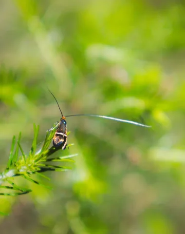 [Spaziergang] Entdeckung der Fauna und Flora